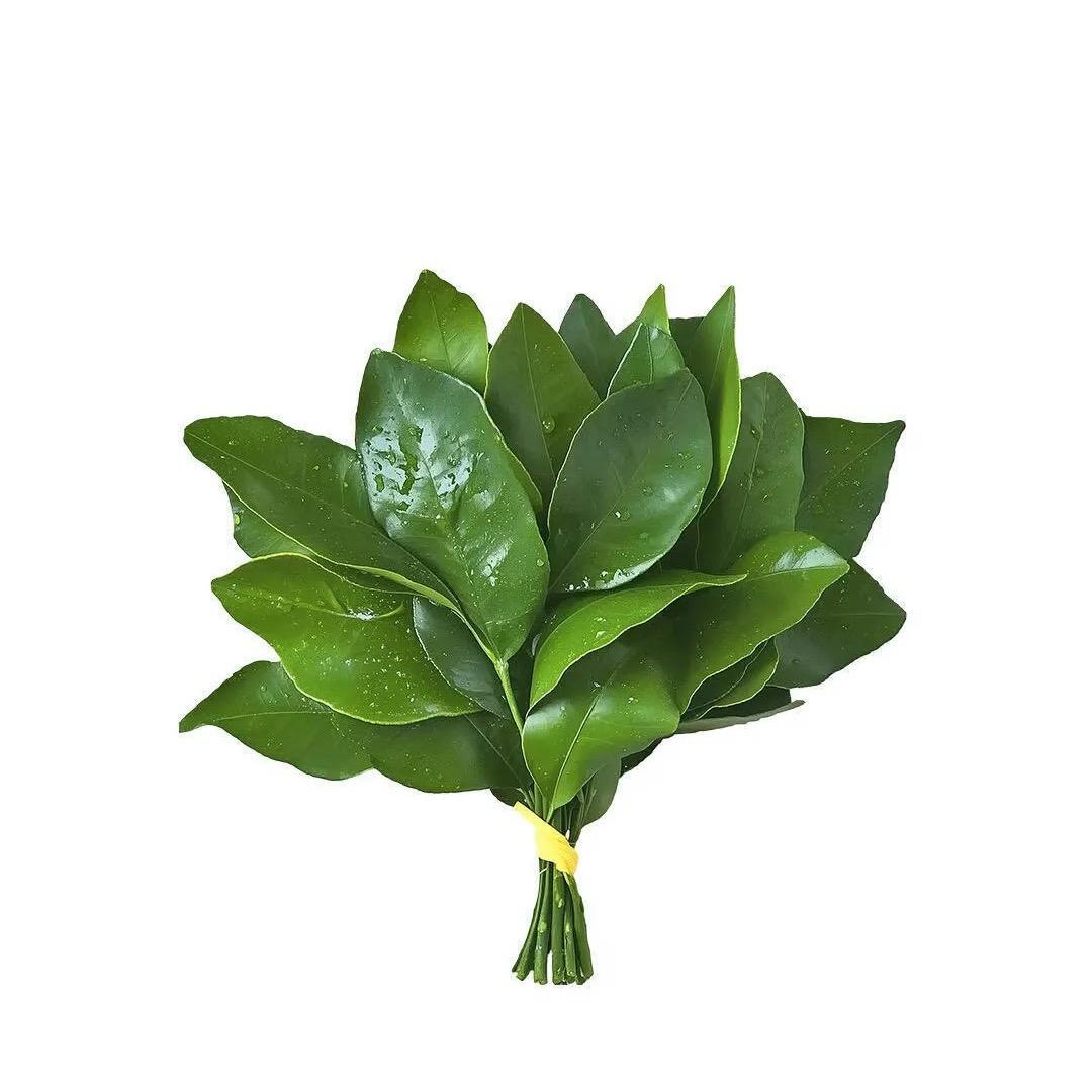 刺猬