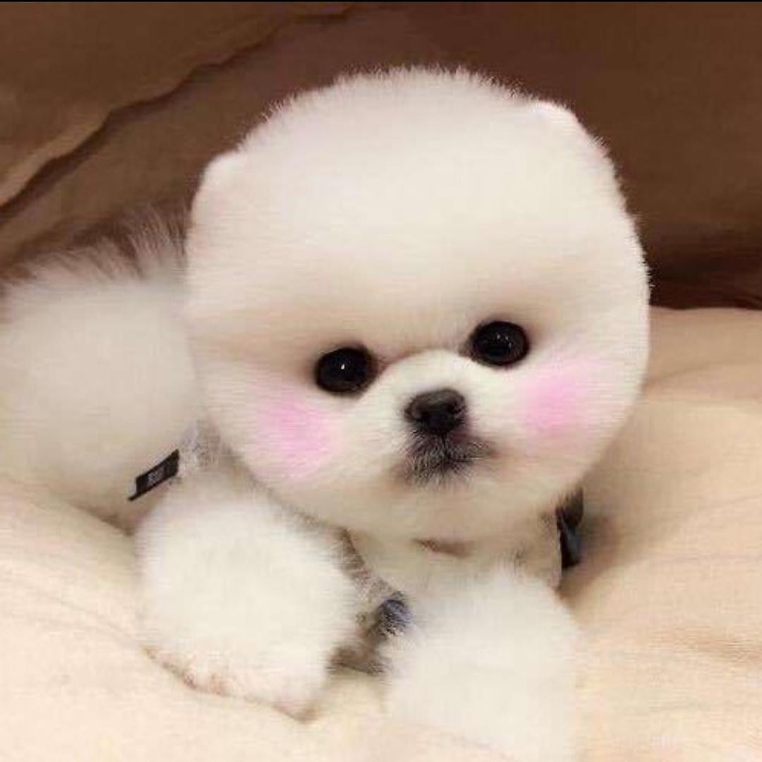 俊俏