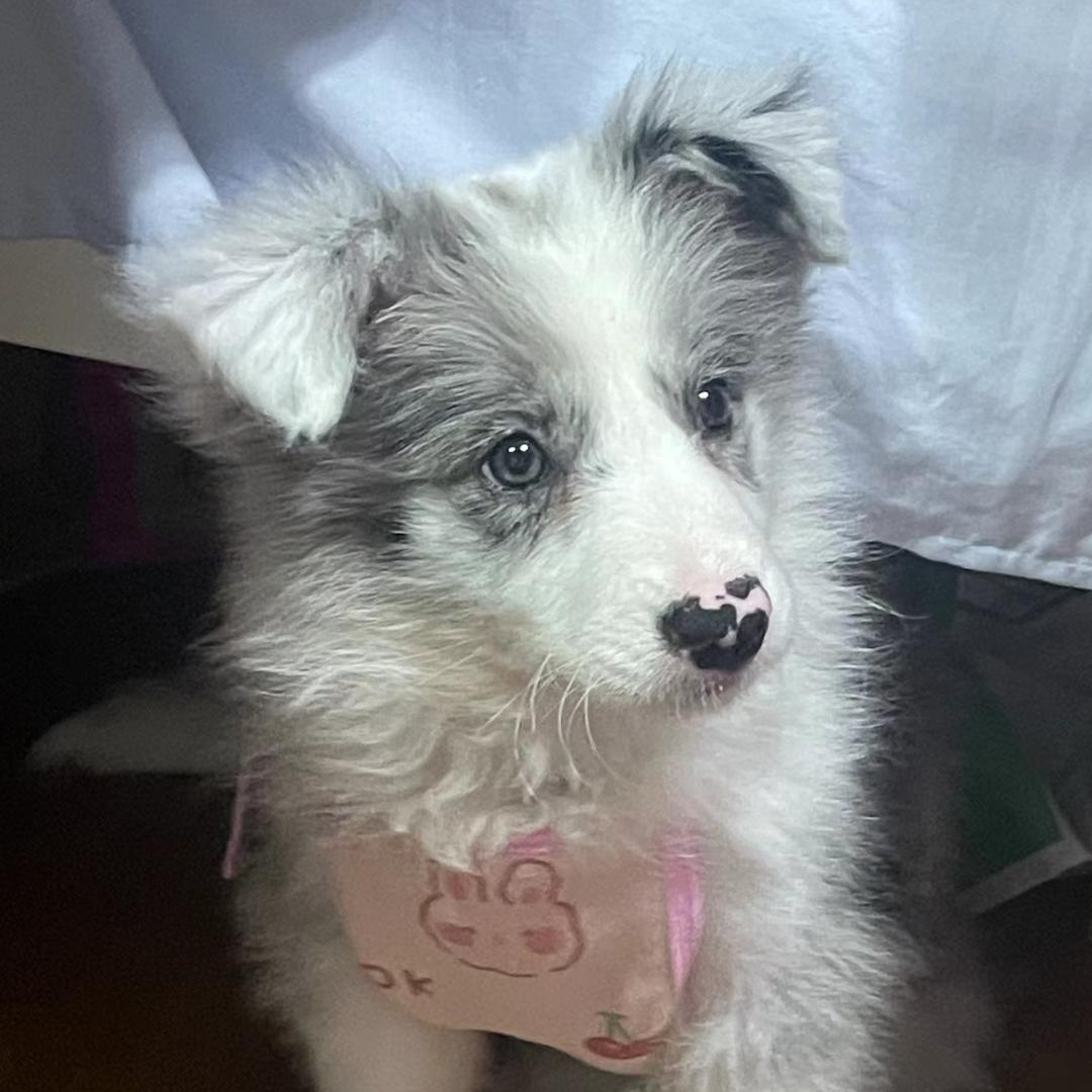 🐶边牧米露🥤