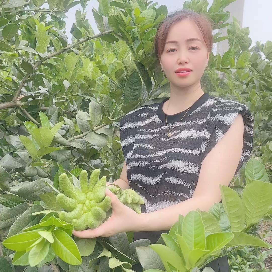 老韩润丰优品（佛手柑基地）