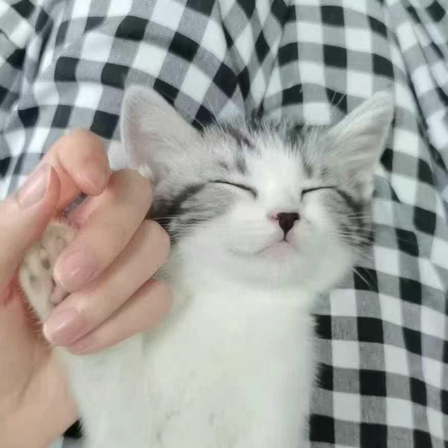 芝士小猫