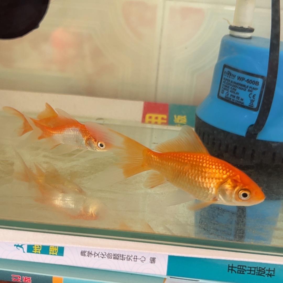 她说我不懂养鱼