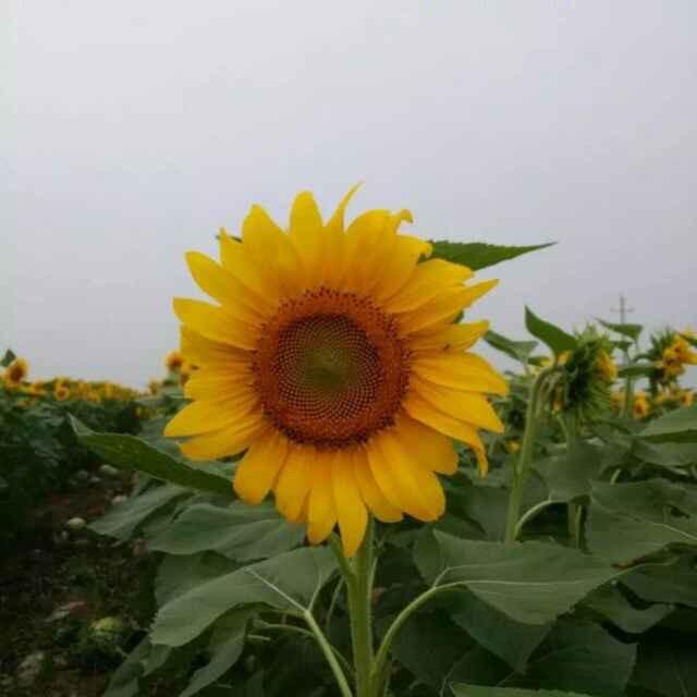 守望幸福田