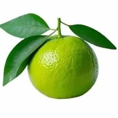 百草枯加屎谁吃谁死🐾