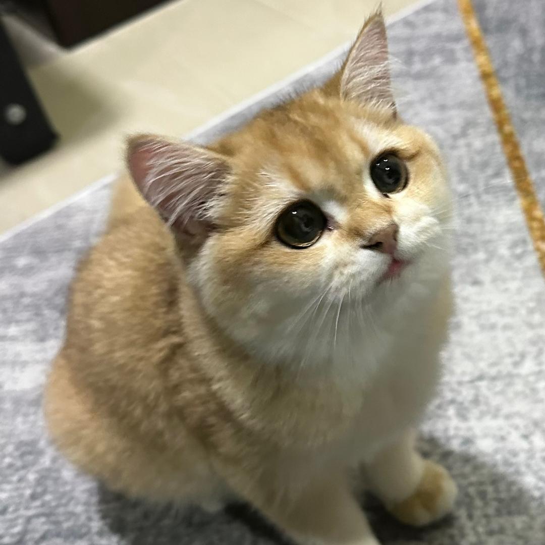 samson