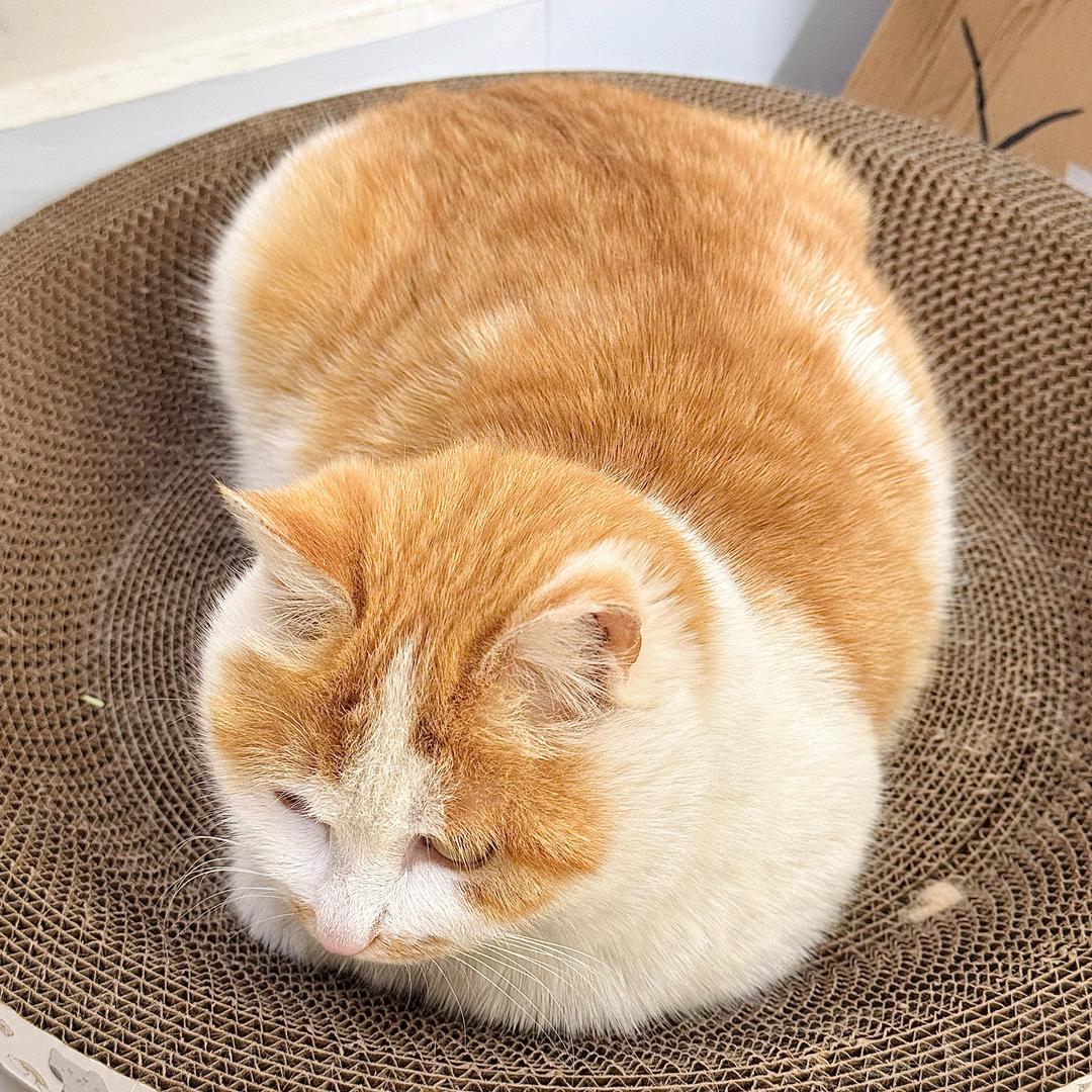 十一是人二狗才是猫