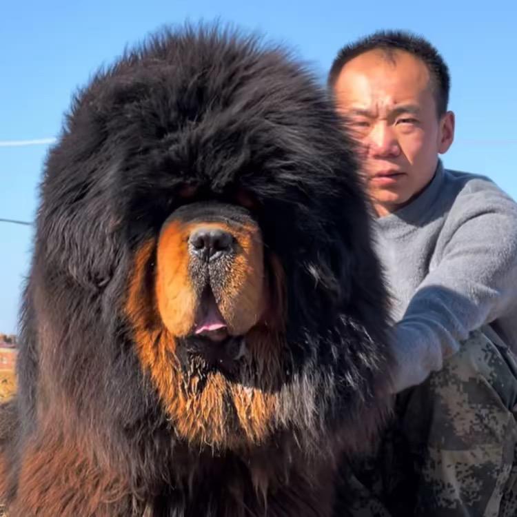 秦皇岛齐勇獒园