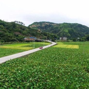 香格里拉