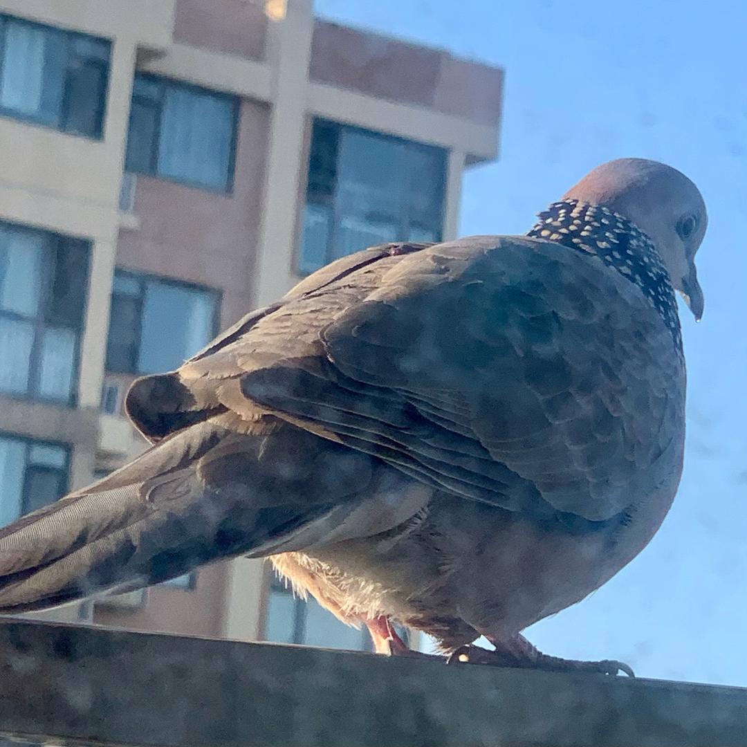 咕咕叫的珠颈斑鸠