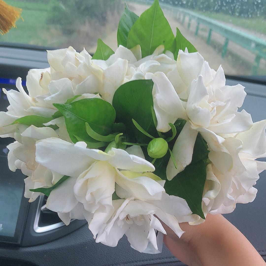 🍃 樄菇凉