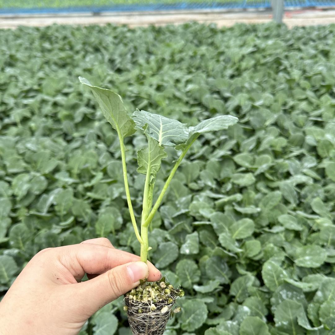小云蔬菜苗