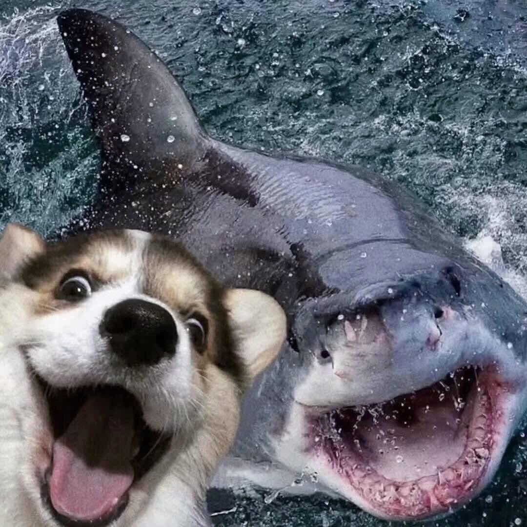 安安保护你ღ