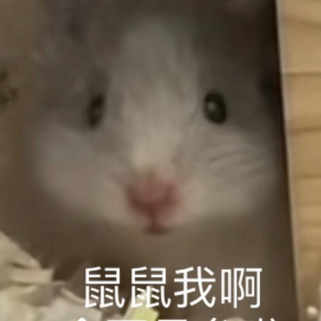 芝士（接游戏陪碗）