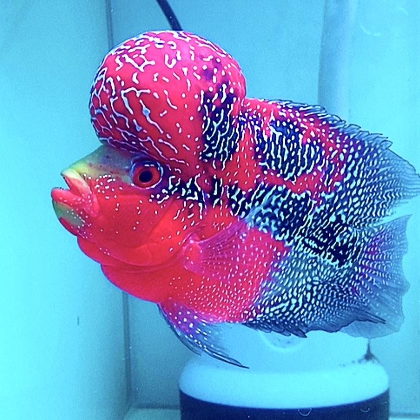 淼淼精品罗汉鱼