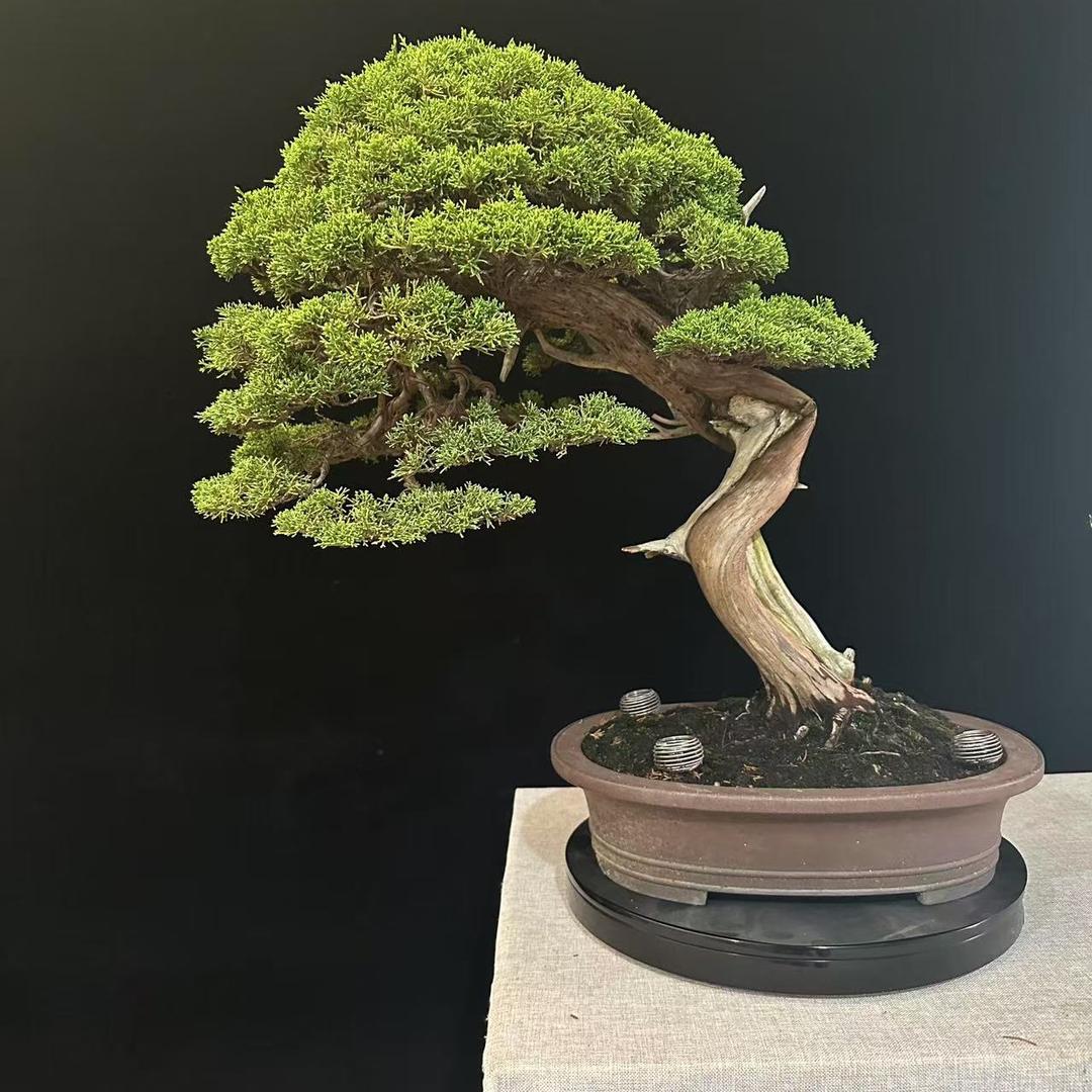 小森林盆景