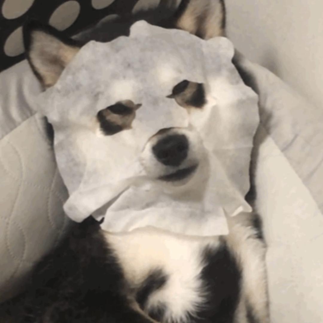 汪小鱼