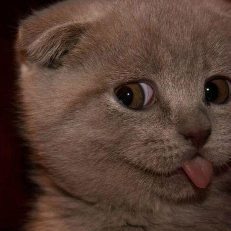 初入江湖的少侠