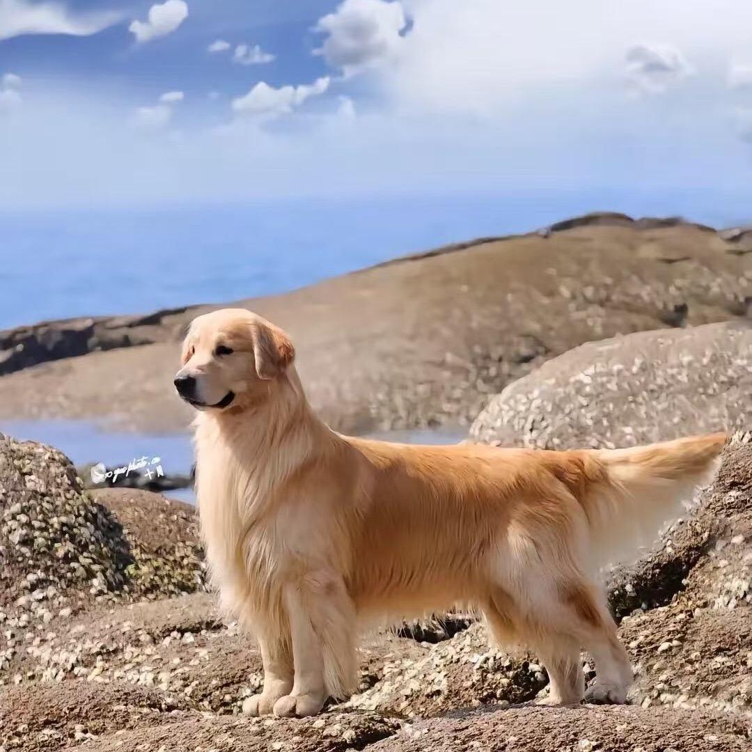 豫见金毛  郑州2