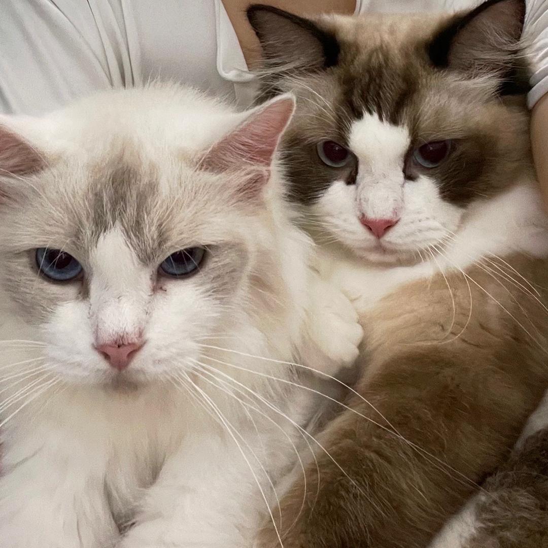 蛋 卷 🐈