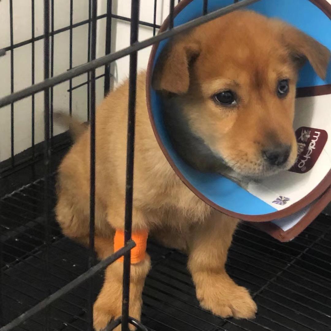 熊大熊二大冒险