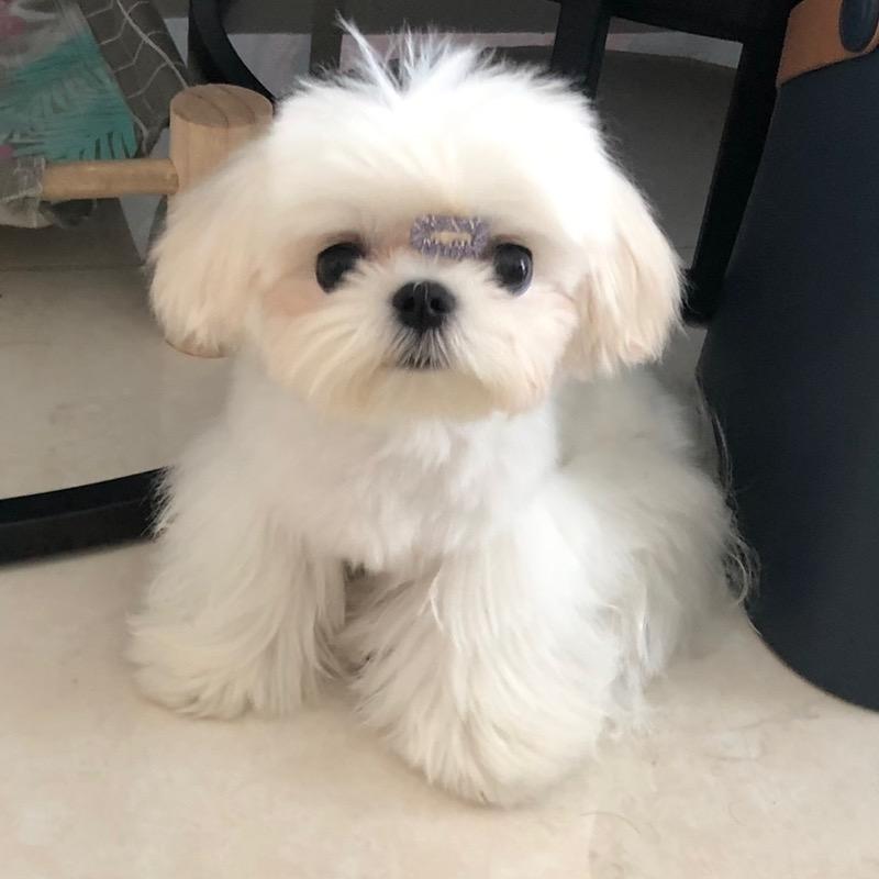 是小胖哒吖