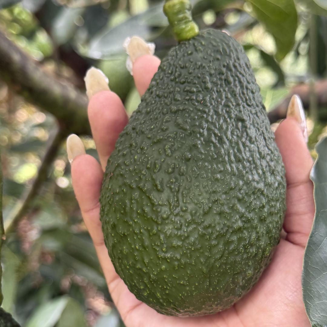 墨松林业优品小铺