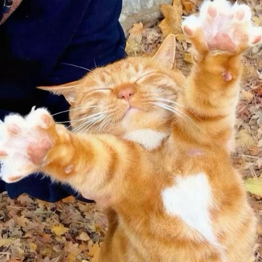 别玩了，去学习🐯