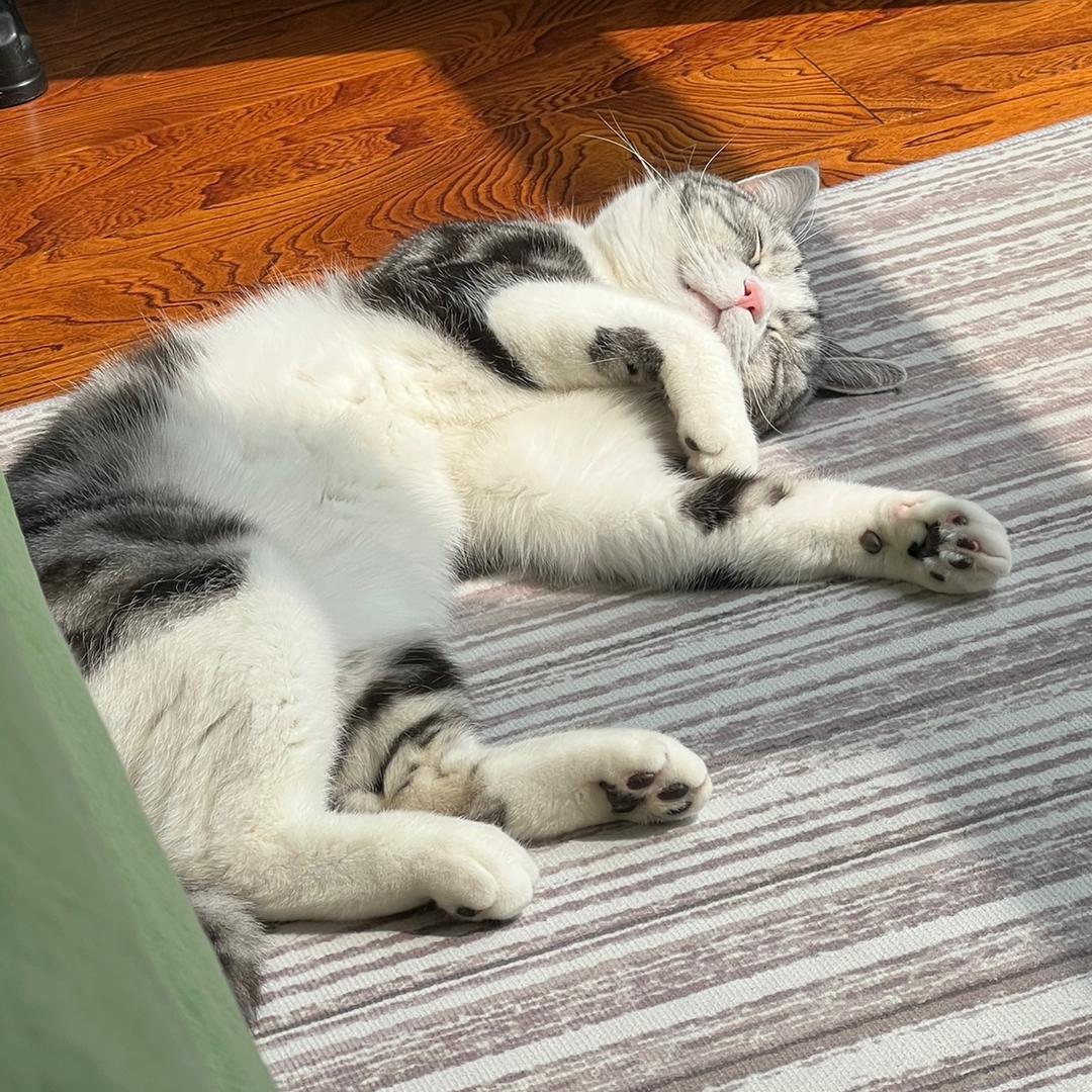有只小猫