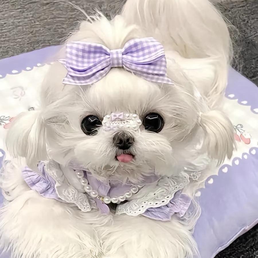 萍宝家的马尔济斯～