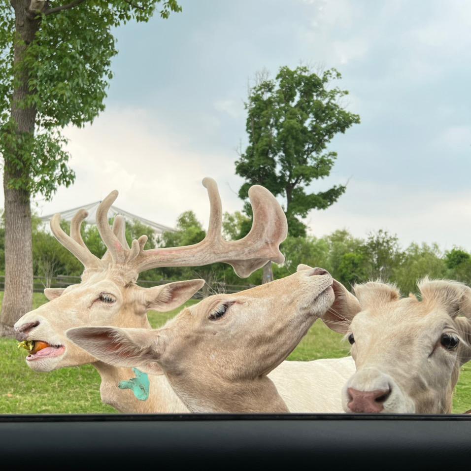 🌈三只鹿🦌丿