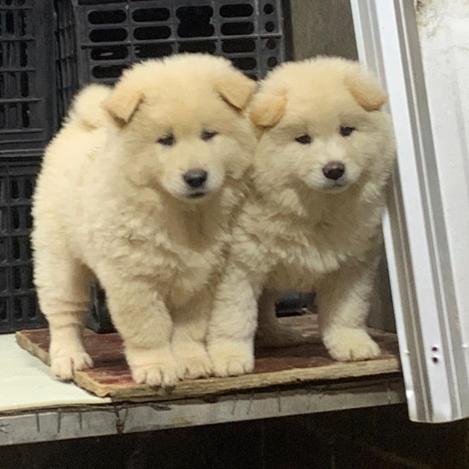 广西平南阿斌宠物店