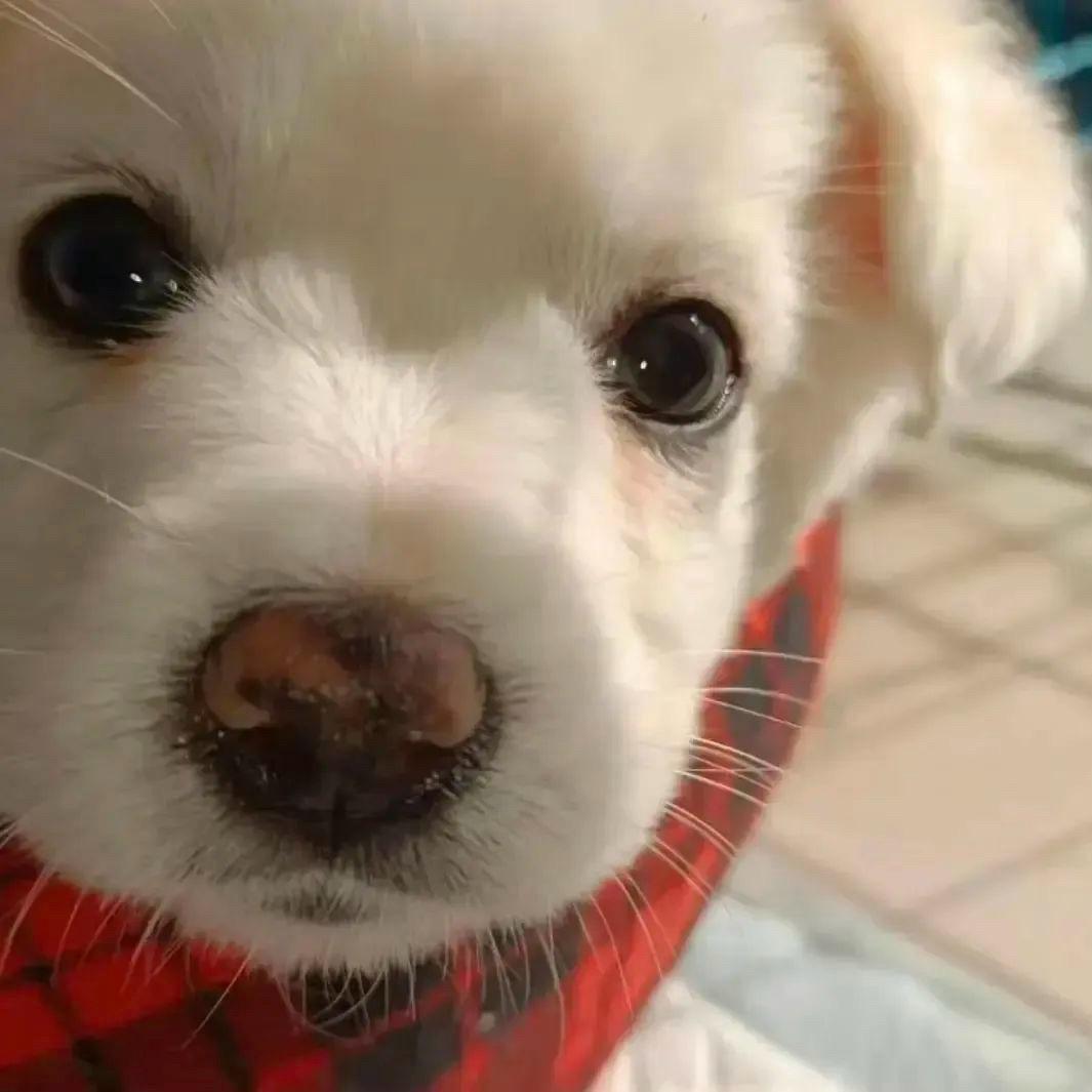 我只是来看风景