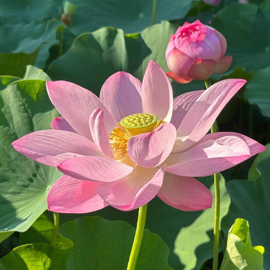 一番风顺