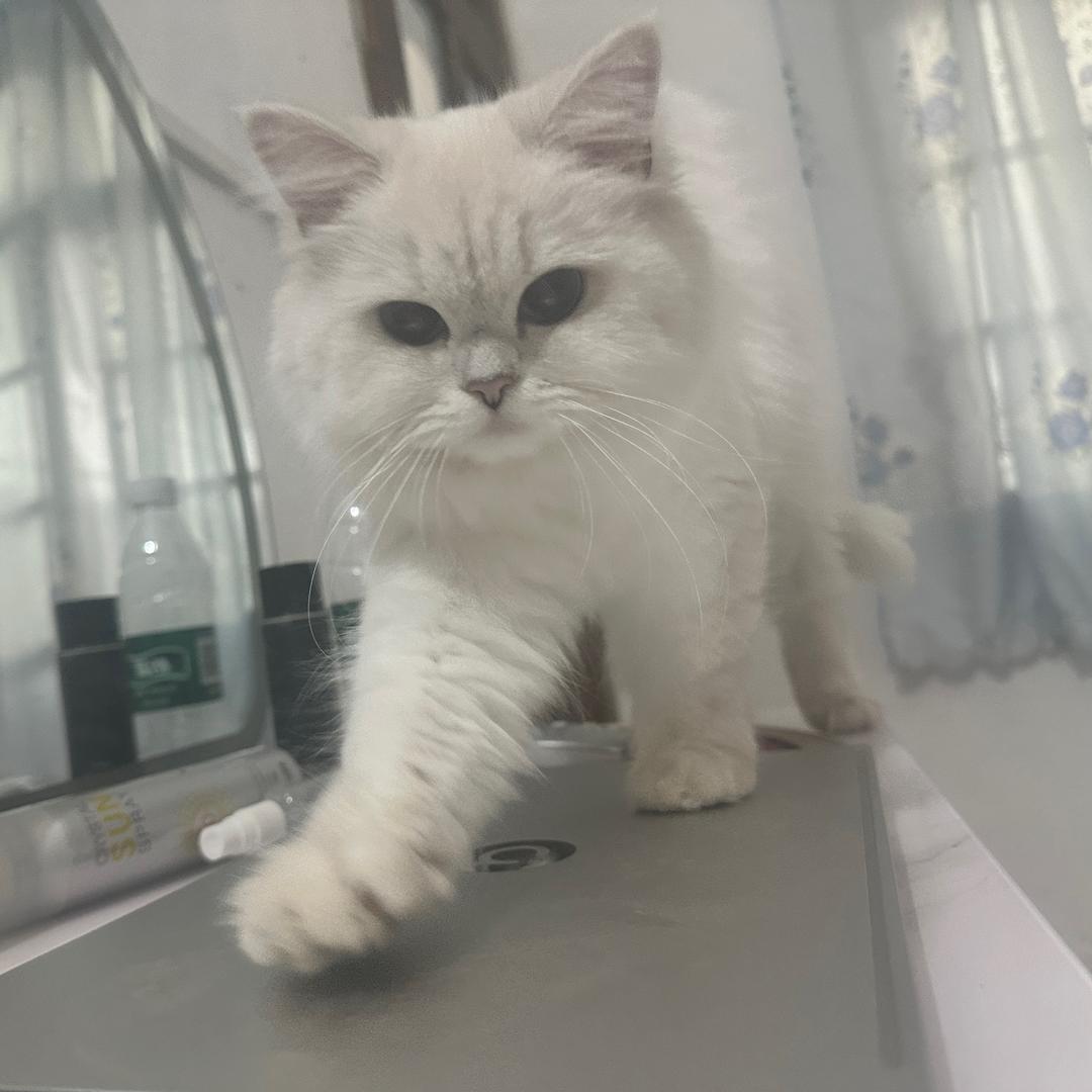 猫小白
