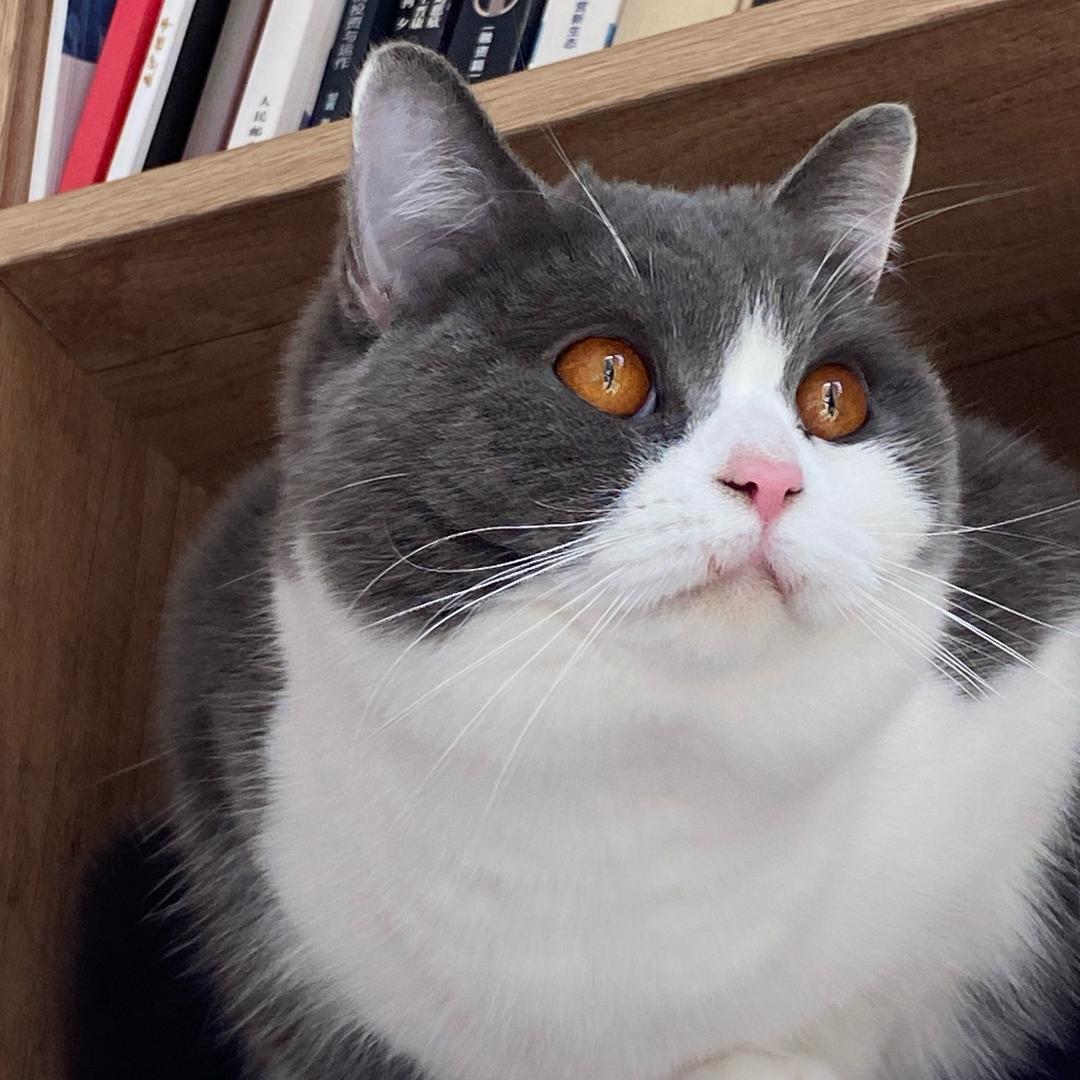 与橘子🍊说再见