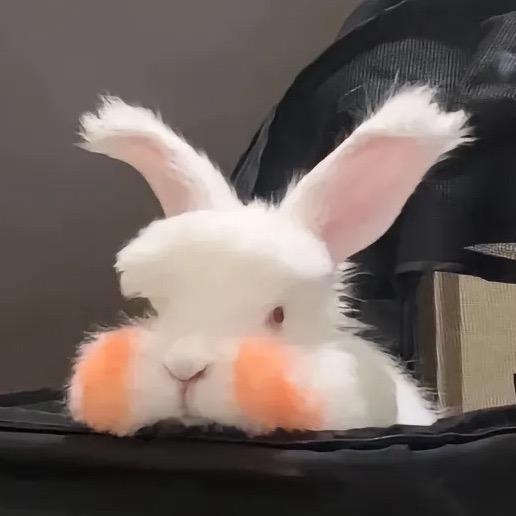 伊莉莎白兔🐰