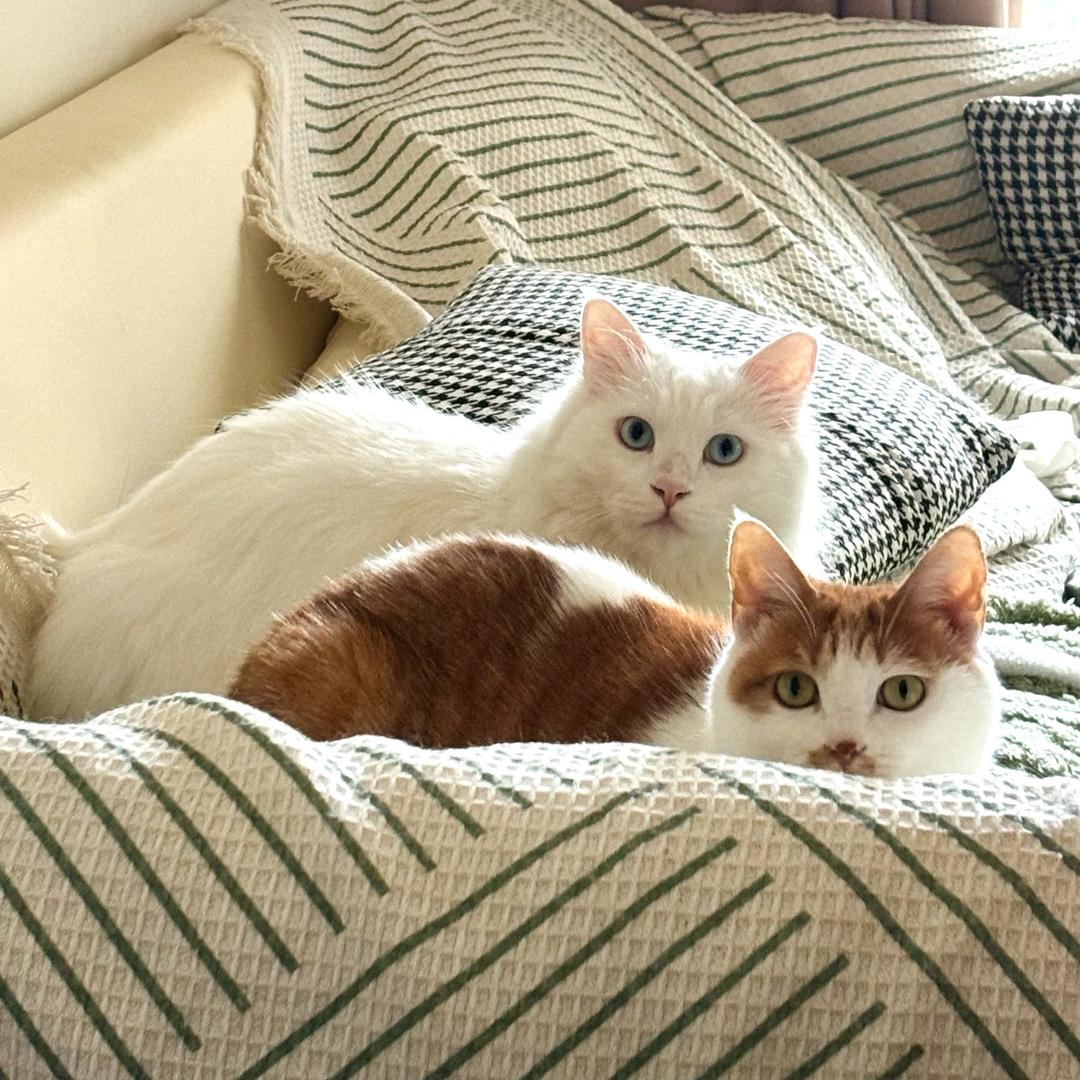 两只肥猫