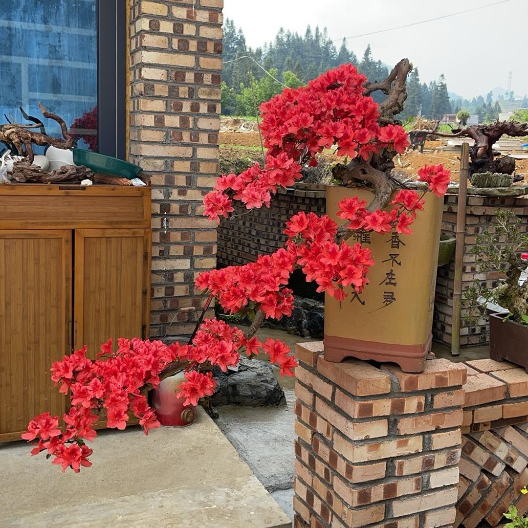 悬崖映山红全国第一