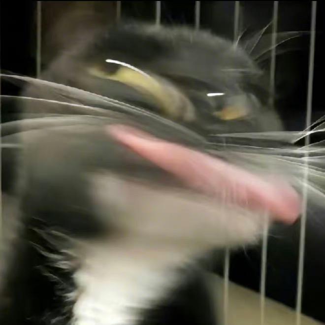 猫猫海盗