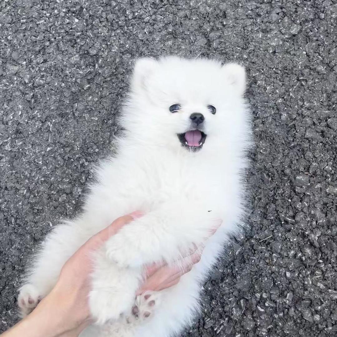布丁爱滑板