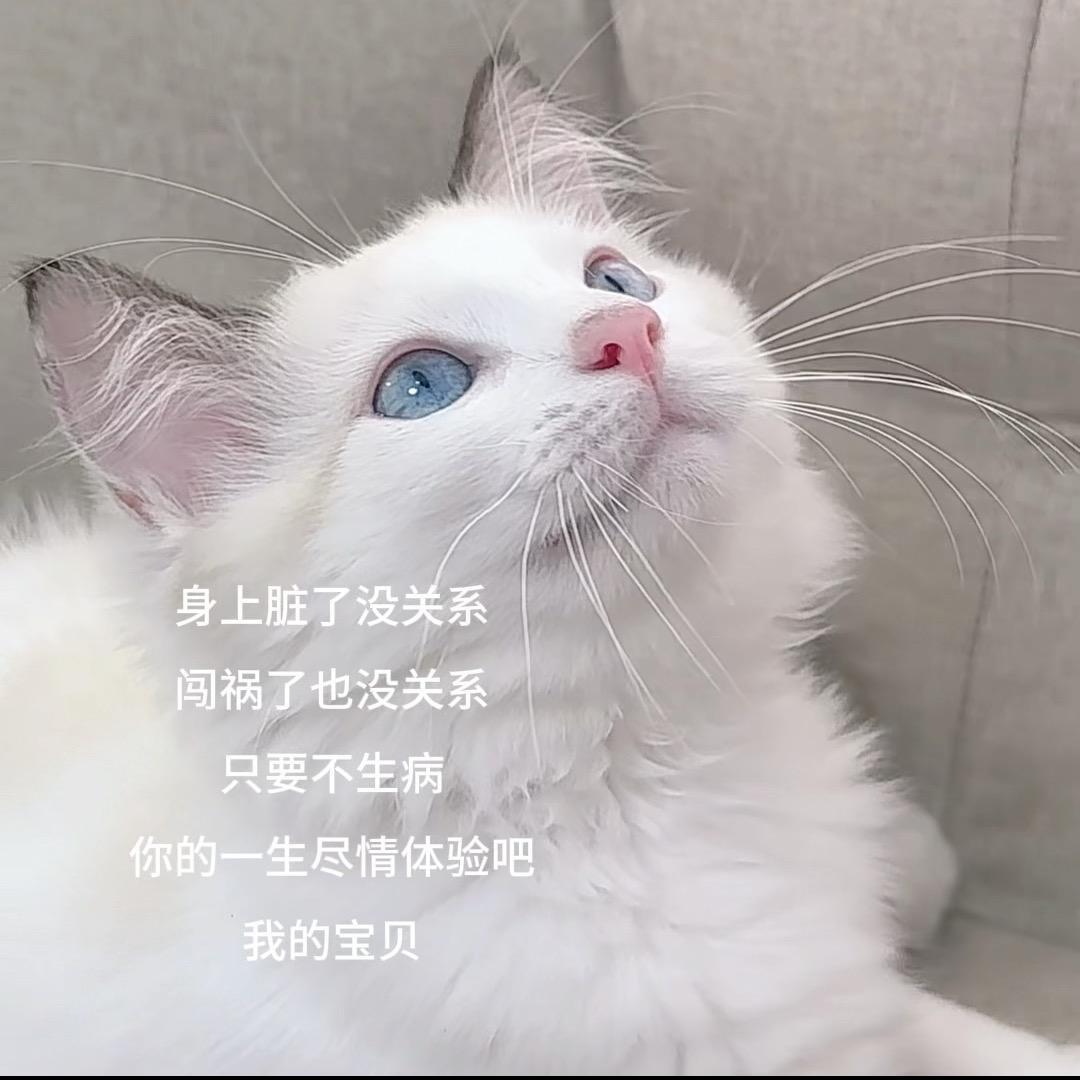 小福呀小福🐱