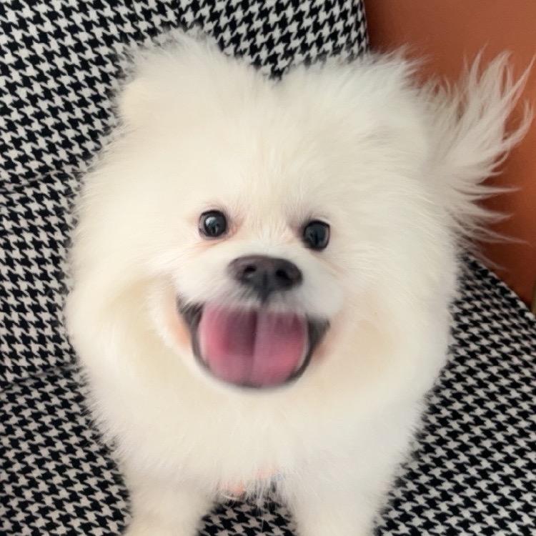 大肥酷狗