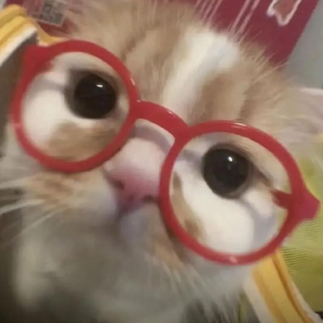 1只猫猫卷