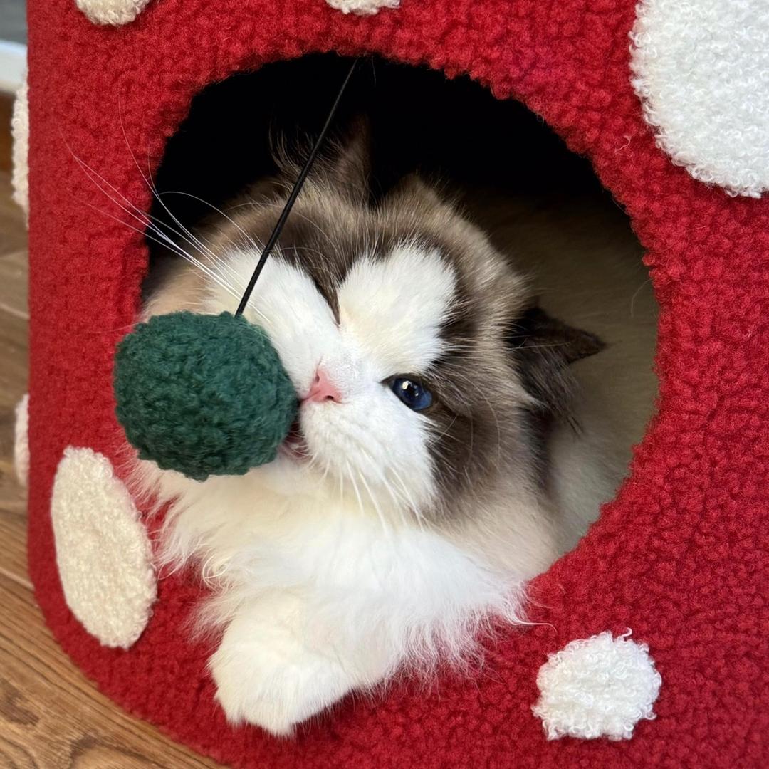 沉香猫舍