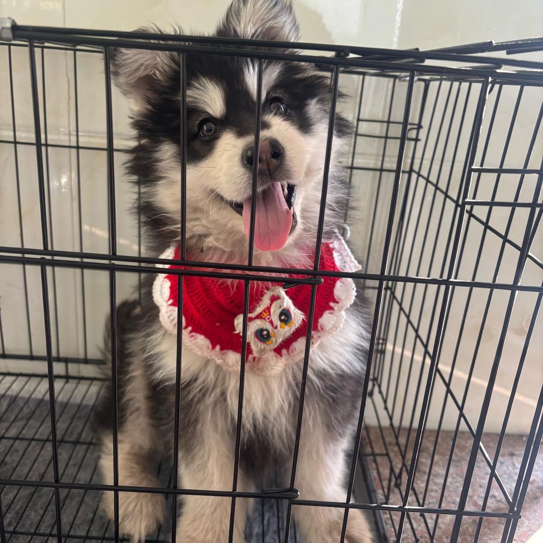 肥肥不是哈士奇