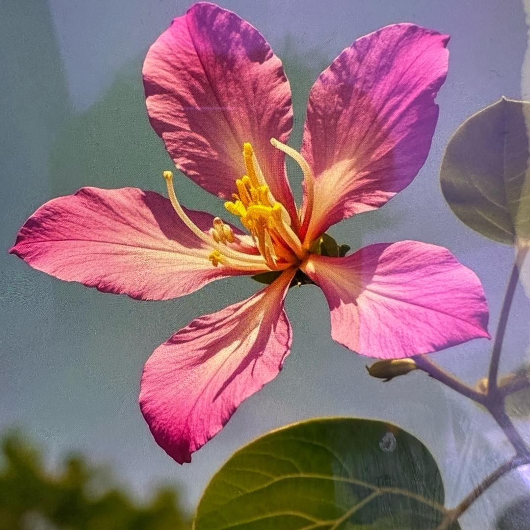 🐦‍🔥港选优物