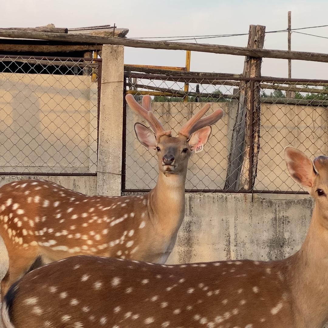 勤俭鹿业滋补养生专营店
