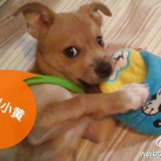 土狗小黄儿