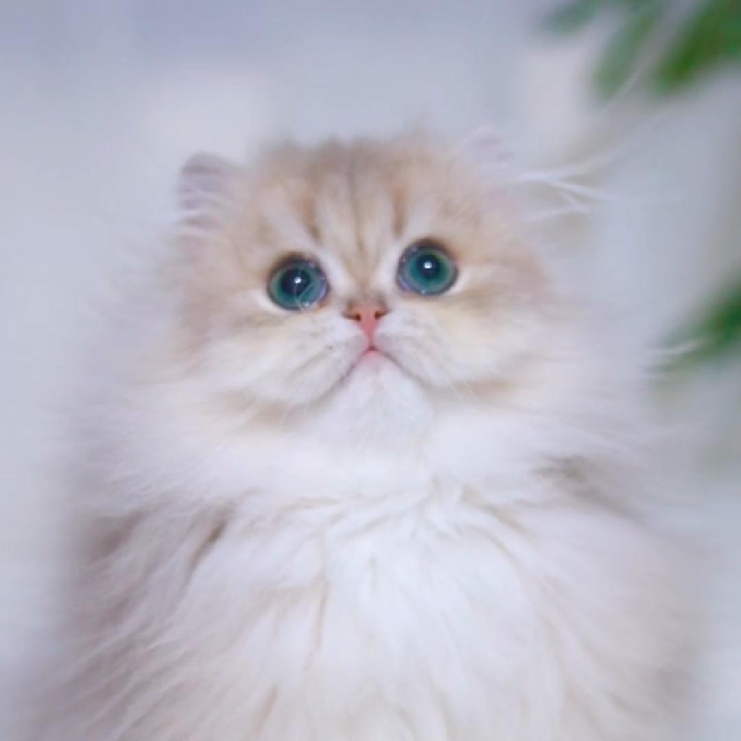 云小咪