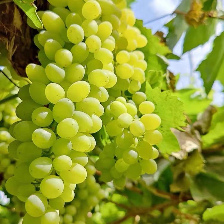 旅发集团生鲜供应链